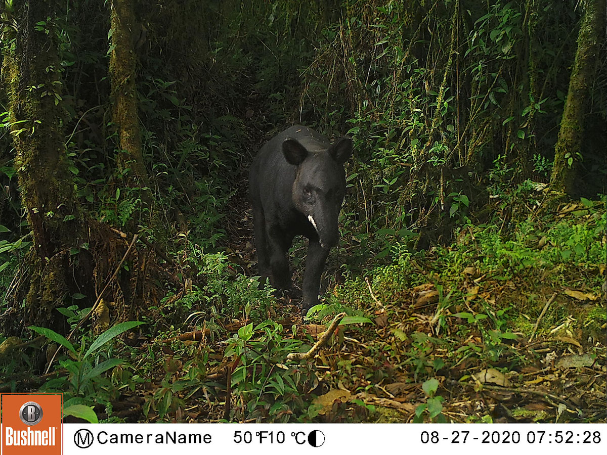 ¡Trayendo de regreso al Tapir de Montaña!